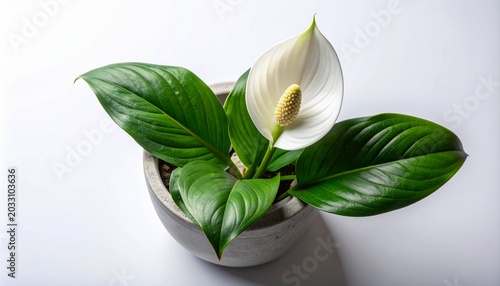 Lush Peace Lily houseplant in a minimalist concrete pot, showcasing its striking white bloom and glossy dark green leaves against a pristine white background