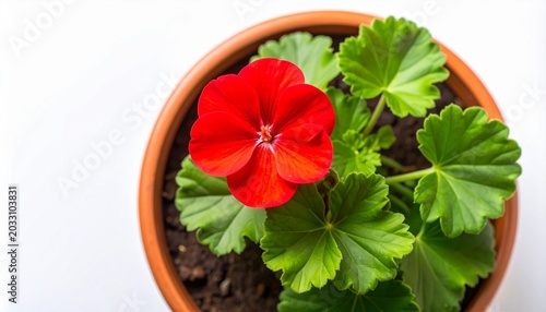Vibrant red geranium blooming in a classic terracotta pot, showcasing fresh green leaves and natural beauty, captured from an overhead perspective