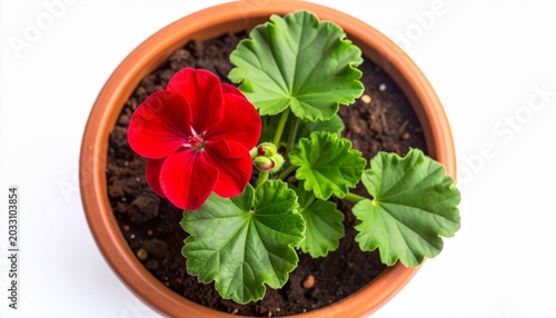 Vibrant Red Geranium Blossom in Terracotta Pot, Top-Down View on White Background, Showcasing Freshness