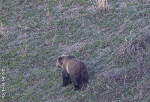 Grizzly Bear in Yellowstone National Park Wyoming in Spring