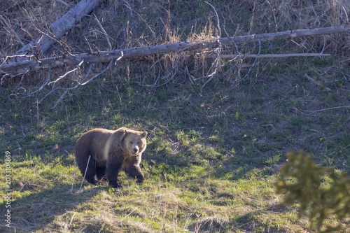 Grizzly Bear in Yellowstone National Park Wyoming in Spring