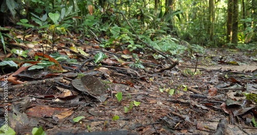 Trail of Leaf Cutter Ants (Atta sp.) on the rainforest floor. Carrying pieces of cut leaves to their nest. In pristine rainforest, Yasuni National Park, Orellana province, the Ecuadorian Amazon.