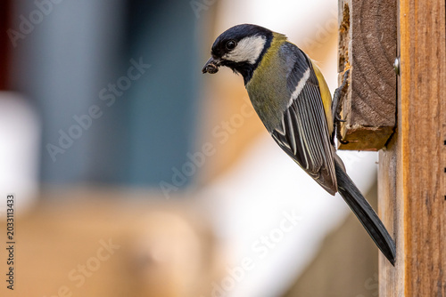 Cuadro en lienzo A great tit hanging outside a nesting box with a freshly caught spider in its beak for the hungry youngsters
