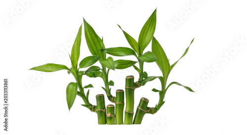 Vibrant bamboo plantation with vertical green leaves and stems in fragmented composition