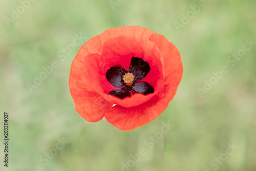 Foto coquelicot solitaire