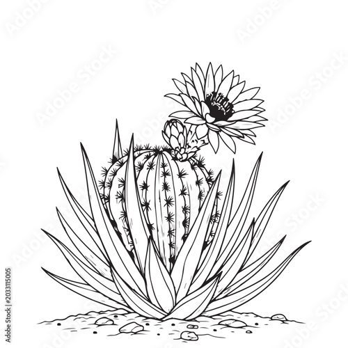 Line art illustration of a blooming cactus with agave plant and desert stones