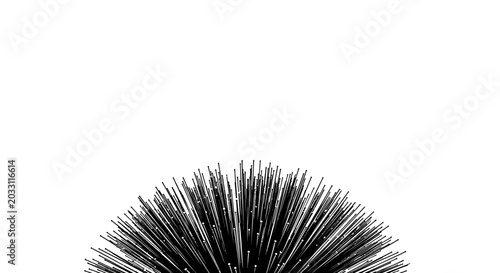 Konstfotografi A close up view of a spiky black sea urchin against a white background