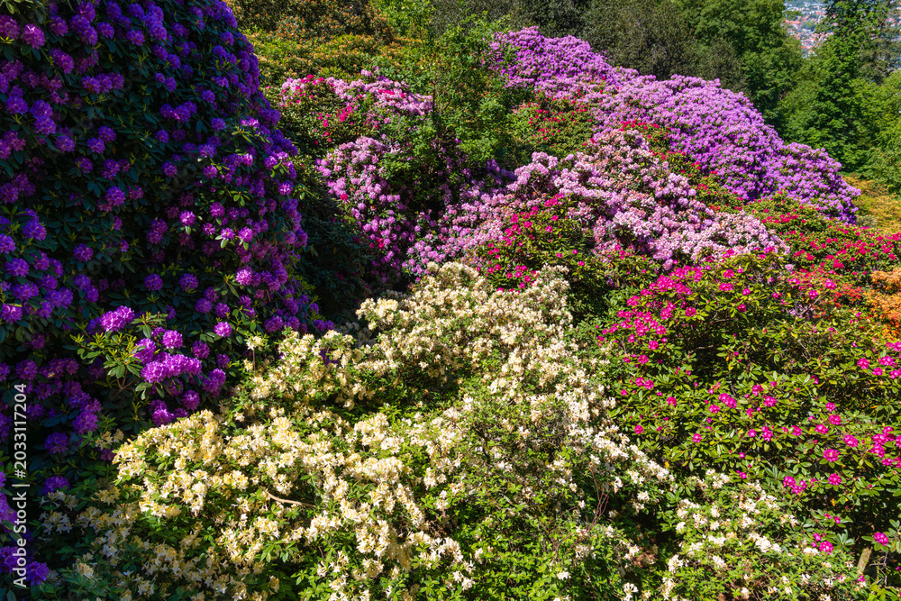 Obraz premium Colorful flowers bloom in a garden during spring near a city