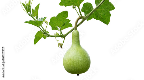 Fresh green calabash hanging on vine, organic bottle gourd with lush leaves, raw vegetable growing in garden, natural luffa plant isolated PNG with Transparent Background