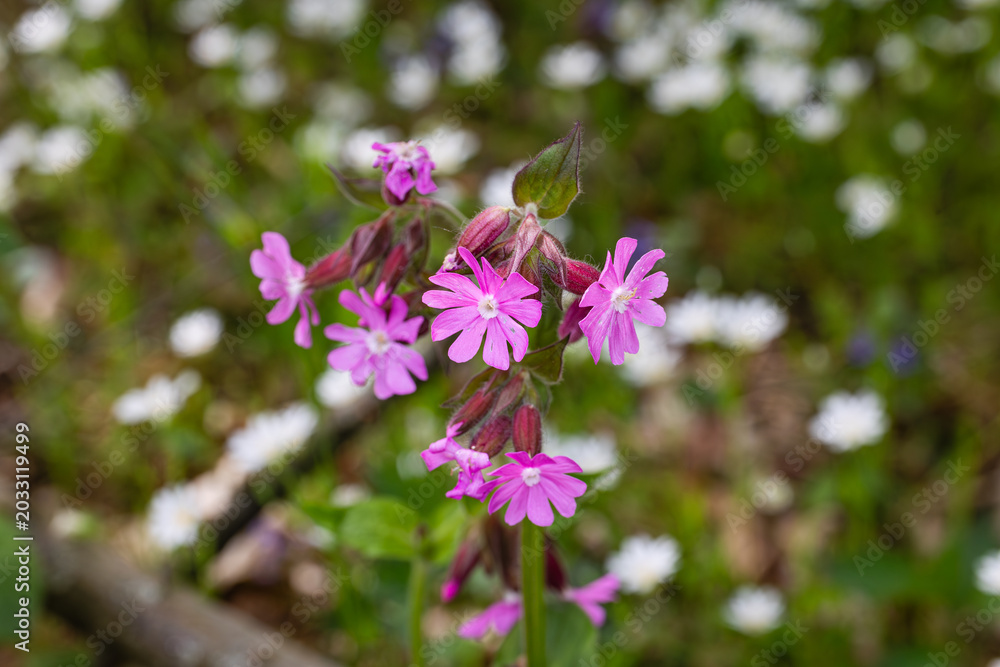 Fototapeta premium Colorful Wildflowers Bloom in a Forest During Springtime Near a Wooded Area