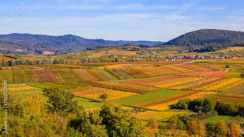 Cuadro en lienzo Golden and crimson grapevines adorn hillsides near a small village in a bright a