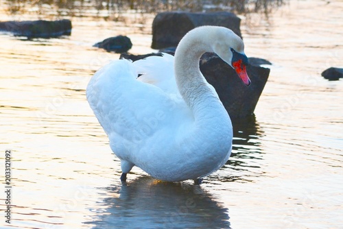 Photography White mute swan at dawn on an ocean shoreline.