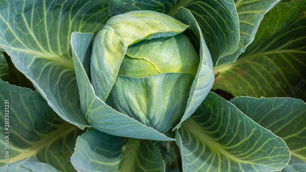 Fototapeta premium Cabbage growing in a garden setting during daylight hours