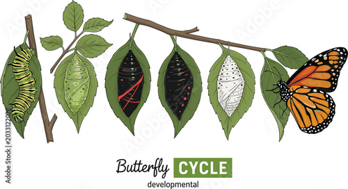 Canvastavla Butterfly Life Cycle Vector Illustration Showing Development from Caterpillar, C