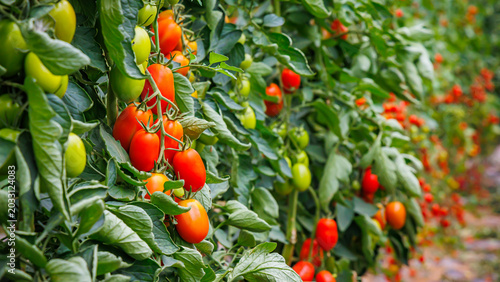 Canvastavla Tomato plants grow in the garden during the summer with ripe and unripe tomatoes