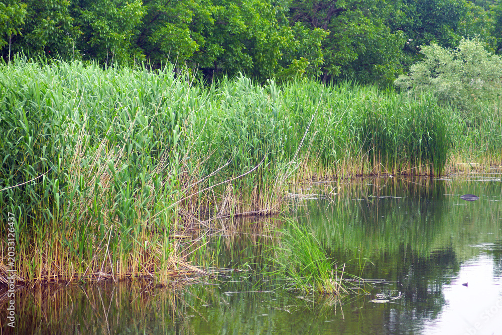 Obraz premium Dense stand of common reed with green stems rising above still water. Depicts riparian buffer habitat, wetland biodiversity, ecological function of Phragmites australis in river corridor protection.