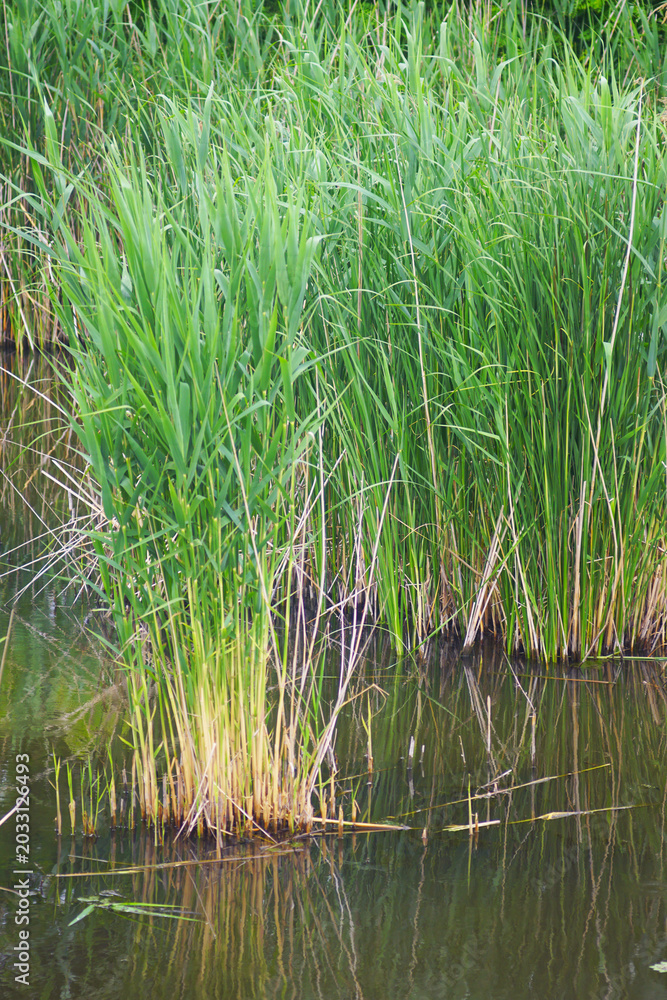 Fototapeta premium Clumps of young green reeds emerge from shallow dark water. Presents wetland vegetation succession, aquatic plant clustering, and early colonization stage of Phragmites within freshwater habitats.