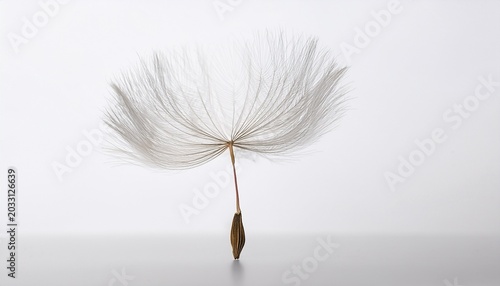 a single dandelion seed with its delicate feathery pappus floating against a clean white background