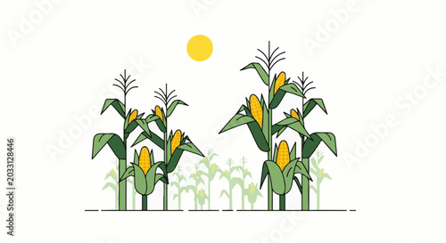 Sun shines on ripe corn stalks growing in a field with a white background