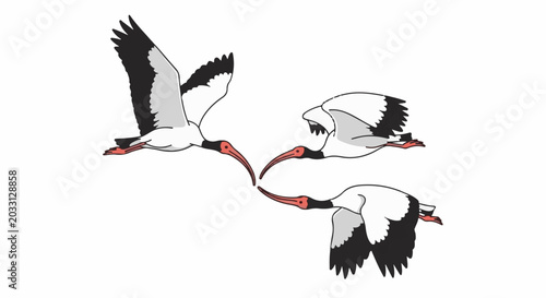 Three white ibis birds with red beaks and black wingtips fly in formation