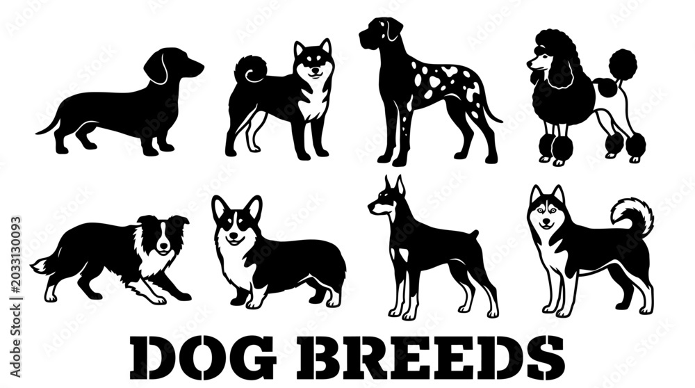 Naklejka premium Set of black and white dog breed silhouettes and stencils including Corgi, Husky, Poodle, Dalmatian, and Doberman Pinscher, isolated on white vector illustration.