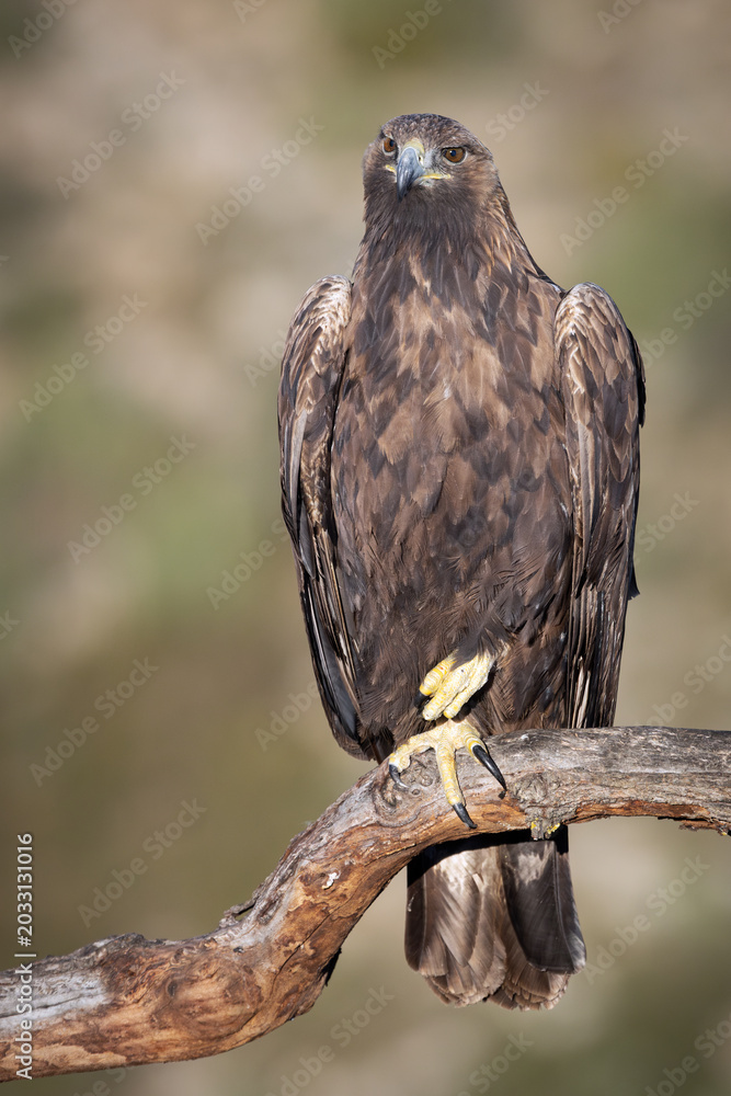 Fototapeta premium golden eagle