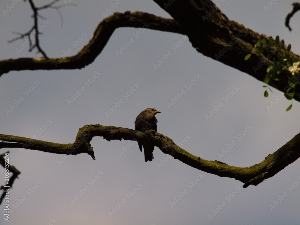 Fototapeta premium starling juvenile