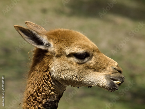 vicuna adult