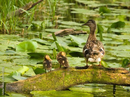 duck with ducklings