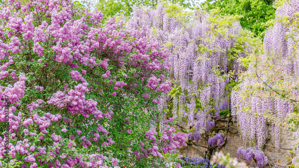 Obraz premium Flowers bloom in a garden with purple and pink colors during springtime in a sunny location