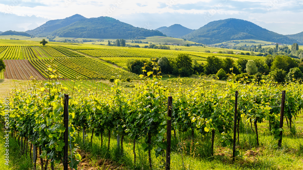 Fototapeta premium Vineyard in green, rolling hills with mountains under a blue sky during daytime near harvest season