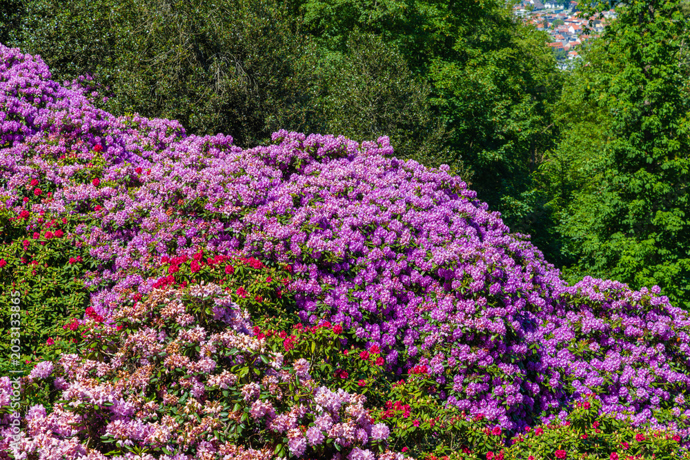 Obraz premium Colorful flowers bloom in a garden during spring near a city with distant hills and trees