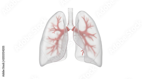 Human lungs anatomy PNG, Isolated on transparent background on white background