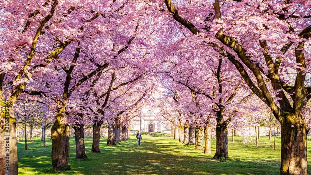 Fototapeta premium Cherry blossom trees line a path in a park with a person walking during spring in the afternoon