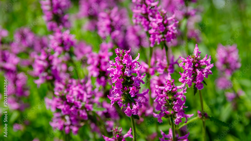Obraz premium Colorful purple flowers bloom in a garden during spring near a sunny pathway filled with green grass and bright sunshine