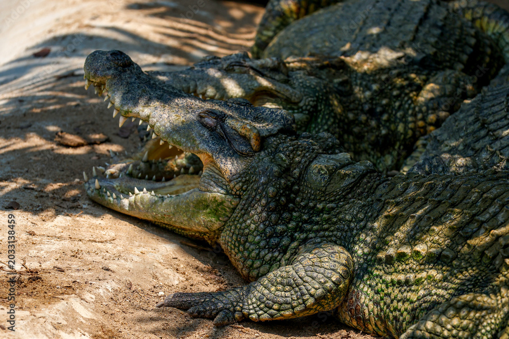 Fototapeta premium The crocodile is show head near the river