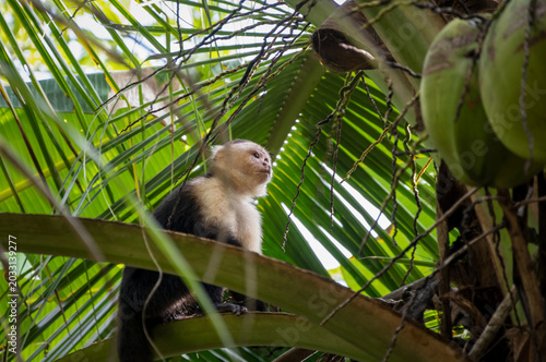 Photography White-faced capuchin monkey resting in tropical palm trees of Bastimentos, Panam