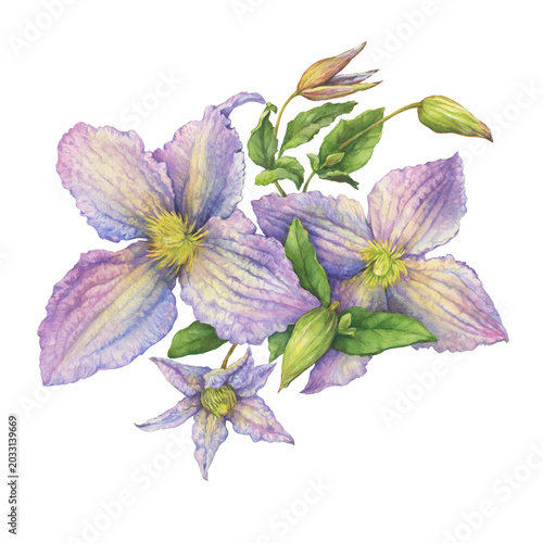 Bouquet of purple clematis flowers with green leaves. Floral botanical greeting card. Hand drawn watercolor painting illustration isolated on white background.	