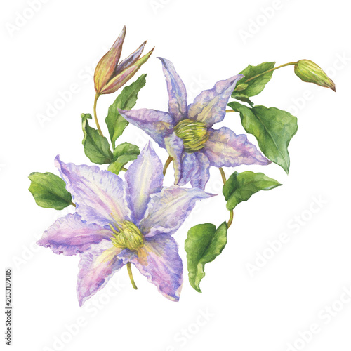 Bouquet of purple clematis flowers with green leaves. Floral botanical greeting card. Hand drawn watercolor painting illustration isolated on white background.	