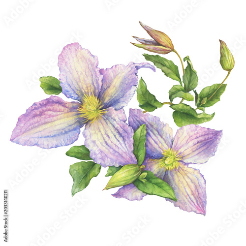 Bouquet of purple clematis flowers with green leaves. Floral botanical greeting card. Hand drawn watercolor painting illustration isolated on white background.	
