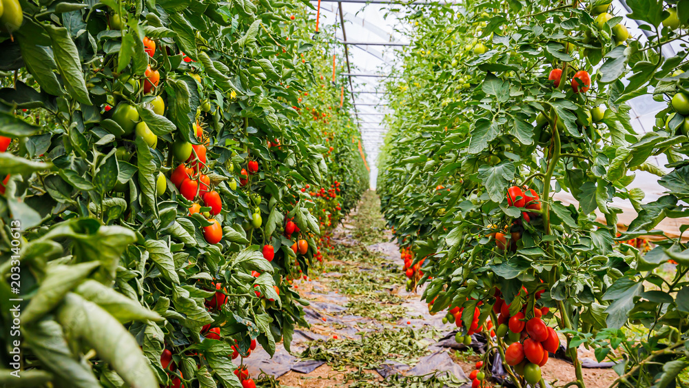 Fototapeta premium Rows of tomato plants growing in greenhouse during bright day with some ripe tomatoes ready for harvest