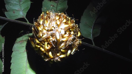Nocturnal Social Wasp (Apoica pallens) Looking up to the nest hanging in a shrub in the rainforest understory. In rainforest, Yasuni National Park, Orellana province, the Ecuadorian Amazon.