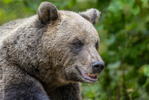 Schilderij op canvas Orso bruno nei boschi dei Carpazi rumeni