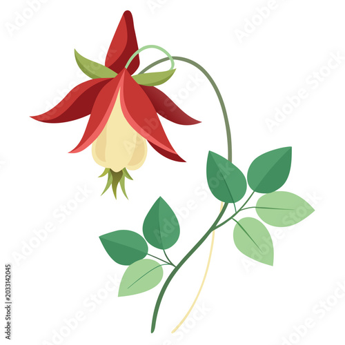 aquilegia mrs scott elliot flower isolated on white background