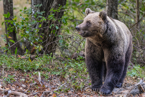 Orso bruno nei boschi dei Carpazi rumeni