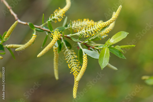 Schilderij op canvas Yellow catkins hang from a willow branch