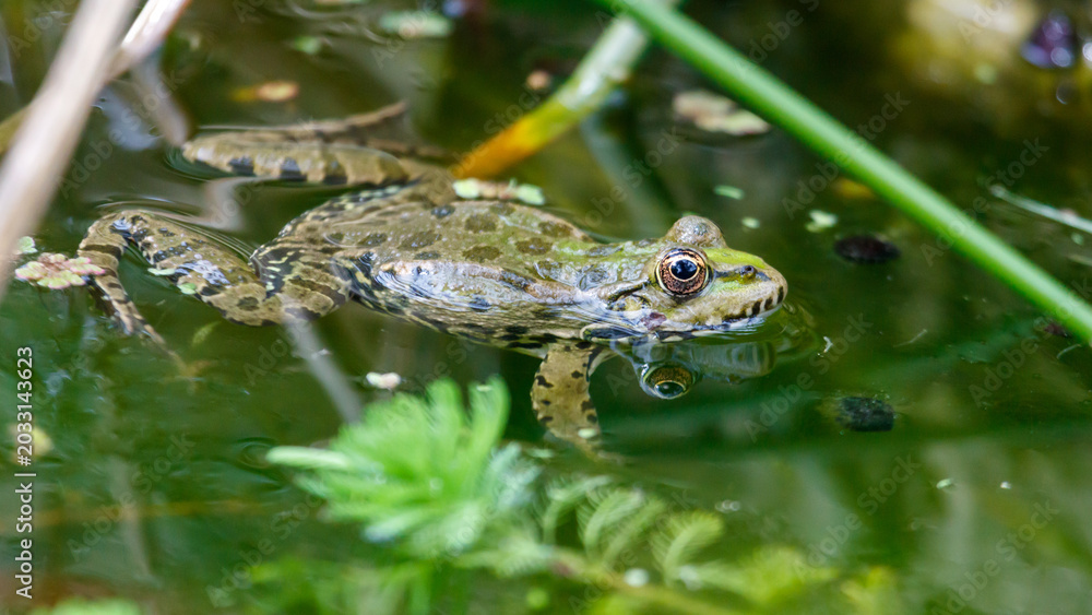 Obraz premium Green frog rests in shallow, algae-filled water