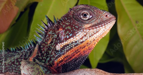 Amazon forest dragon (Enyalioides laticeps), close-up of head. From rainforest in Yasuni National Park, Orellana province, in the Ecuadorian Amazon.