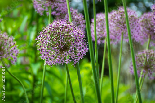 Fotografie Close-up view of purple ornamental allium flower amidst green foliage backdrop i