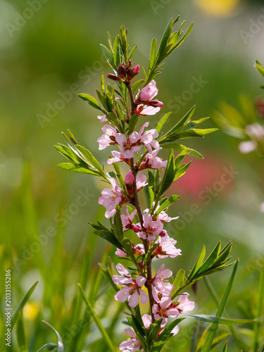Photography Steppe almond, or low almond, or dwarf almond , or laburnum ( lat